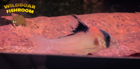 Corydoras C121