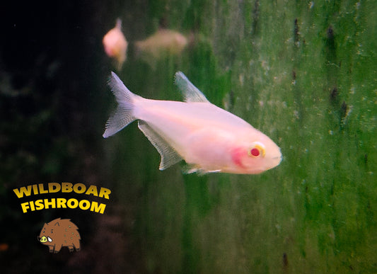 Albino emperor tetras