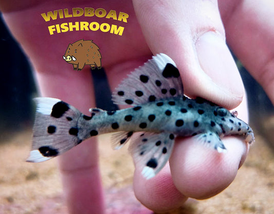 L264 (Sultan pleco)