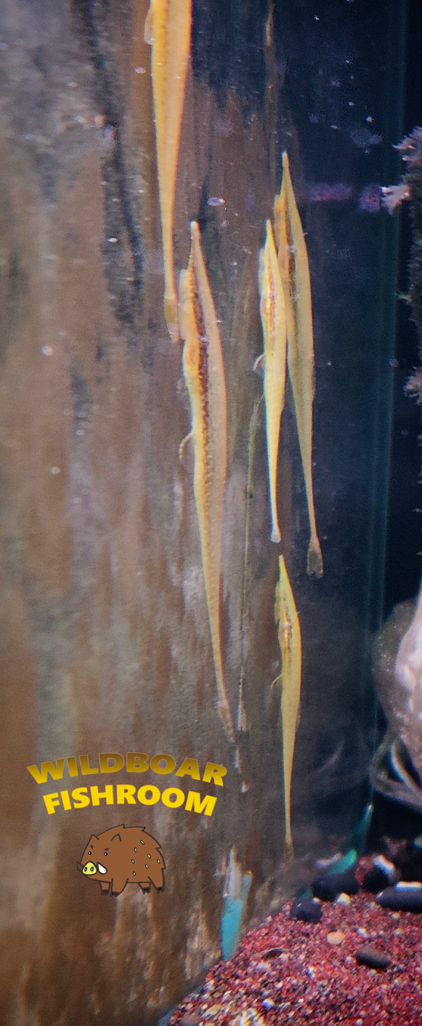 Green whiptail (Acestridium dichromum green)