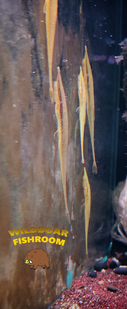 Green whiptail (Acestridium dichromum green)