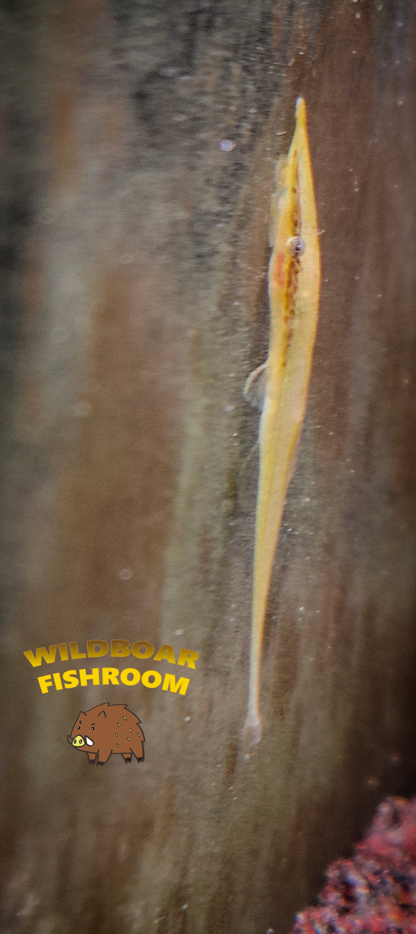 Green whiptail (Acestridium dichromum green)