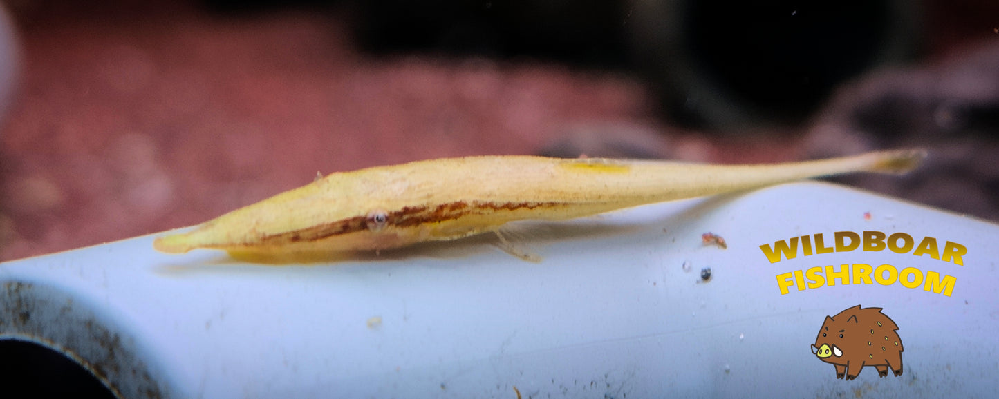 Green whiptail (Acestridium dichromum green)