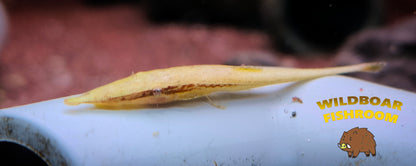 Green whiptail (Acestridium dichromum green)