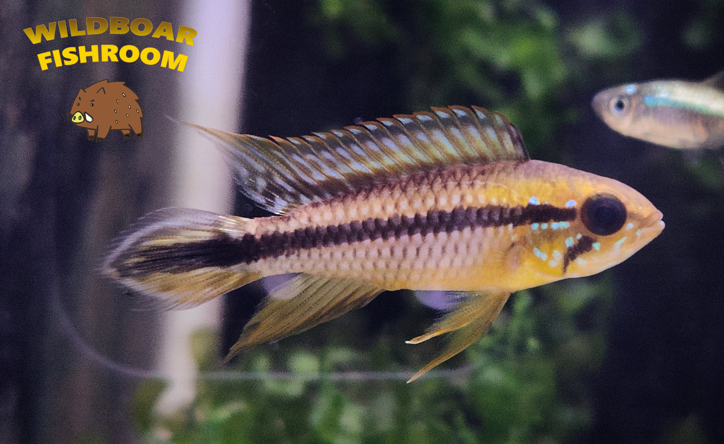 Apistogramma cf.agassizii "Alenquer"