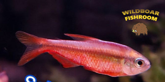 Hyphessobrycon notidanos (Red Devil)