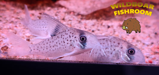 Corydoras atropersonatus