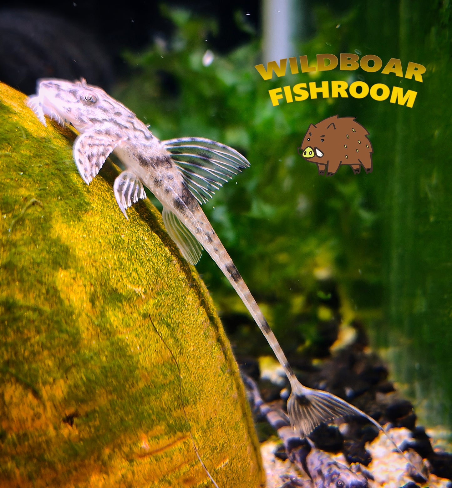 Marbled Whiptail (Loricaria simillima)