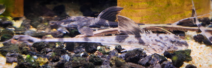 Marbled Whiptail (Loricaria simillima)