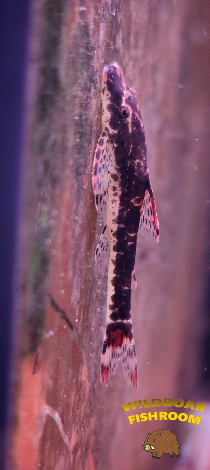 Red fin otocinclus (Parotocinclus Maculicauda)