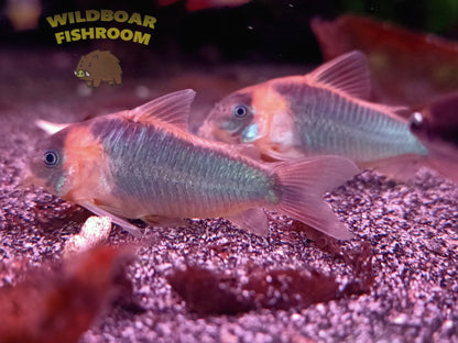 Corydoras eques