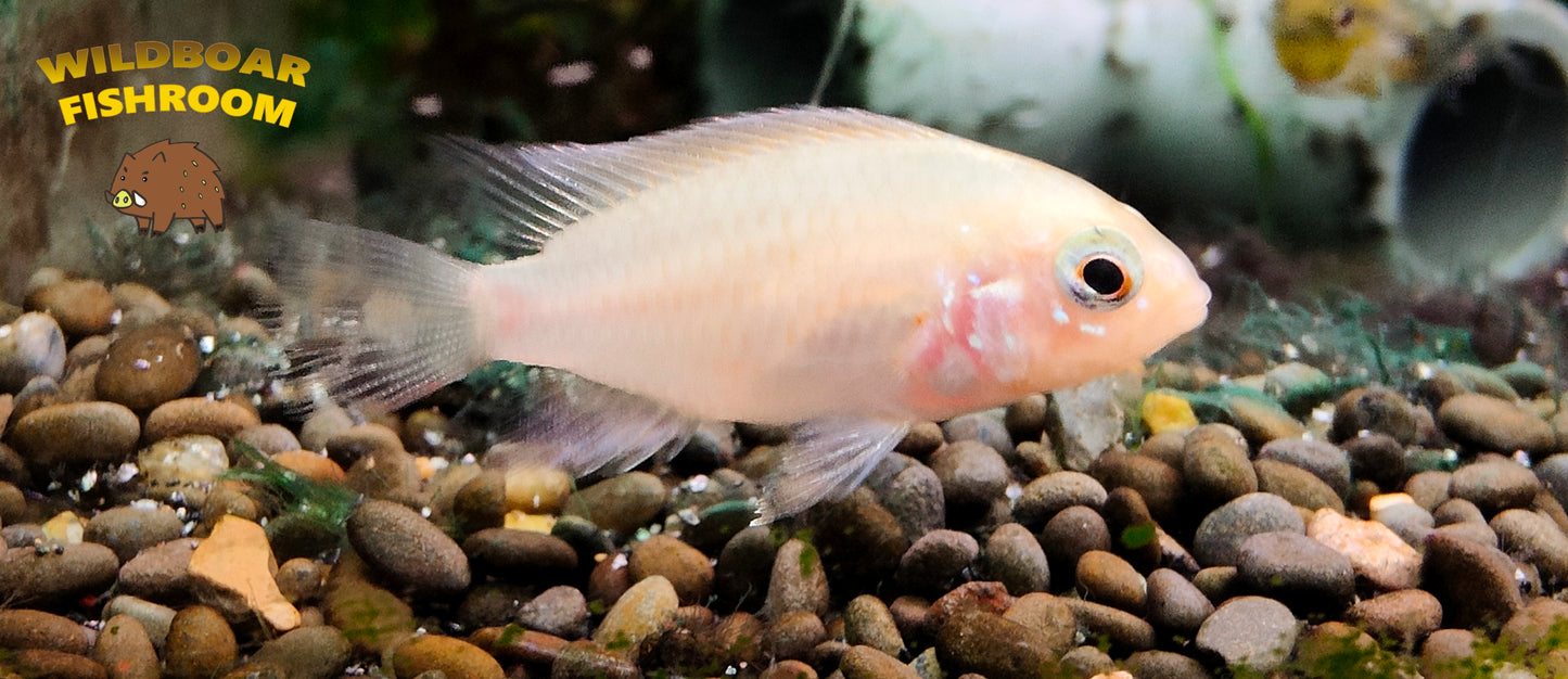 Apistogramma macmasteri gold