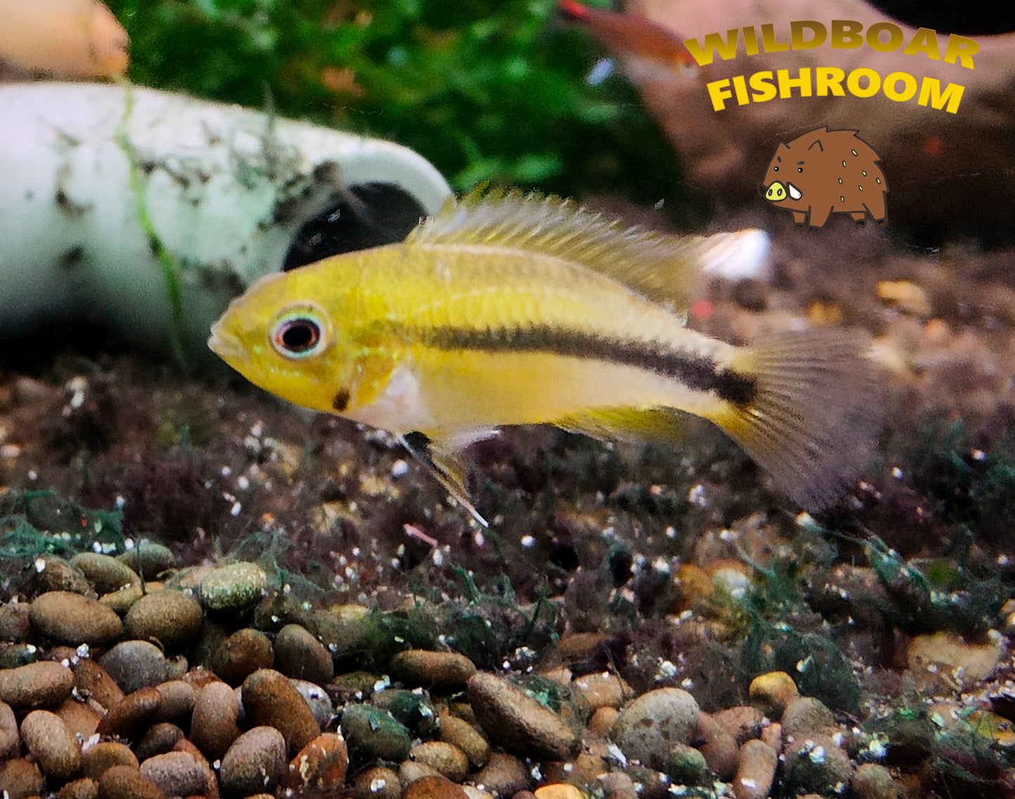 Apistogramma erythrura (Rio mamore)