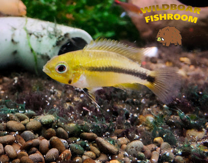 Apistogramma erythrura (Rio mamore)