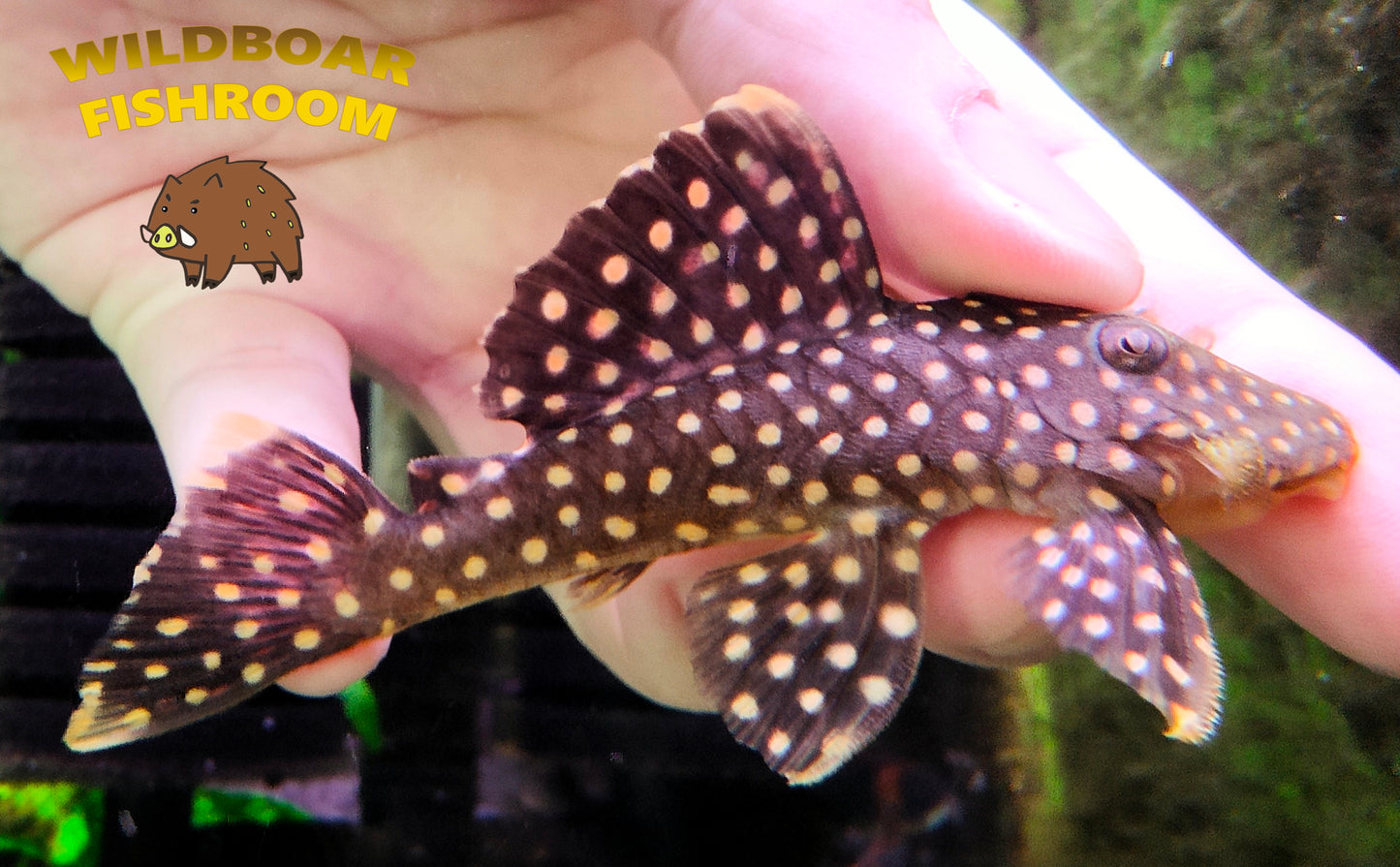 L177 pleco