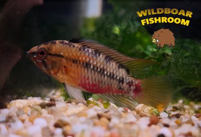Apistogramma Hongsloi