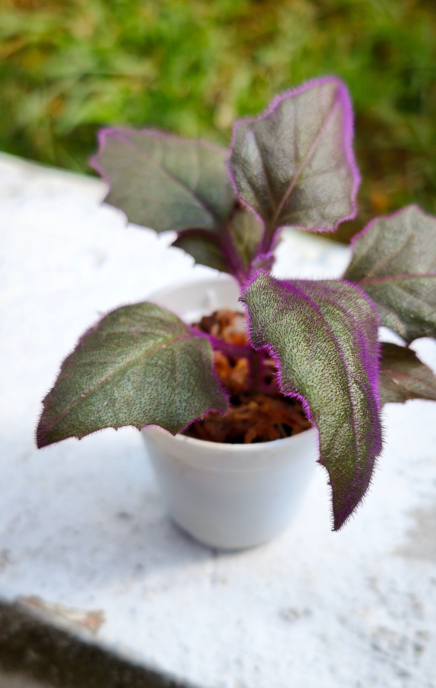 Purple passion (Gynura aurantiaca)