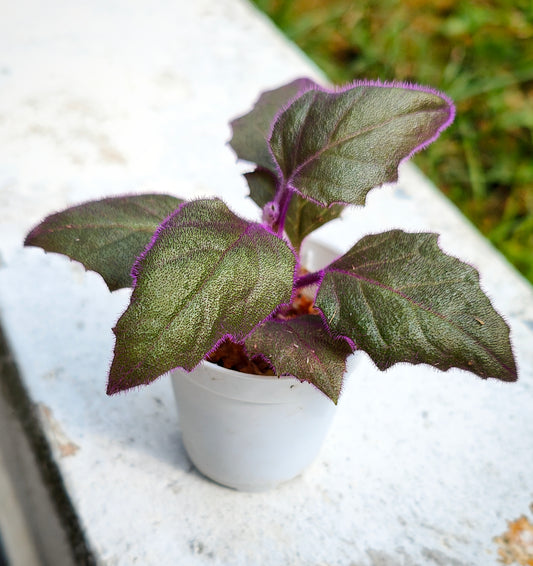 Purple passion (Gynura aurantiaca)