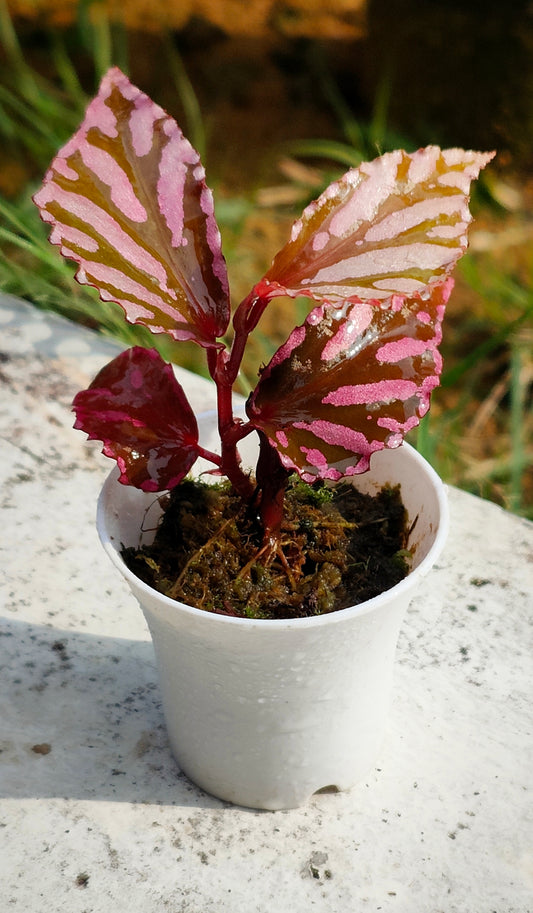 Begonia sp " julau "