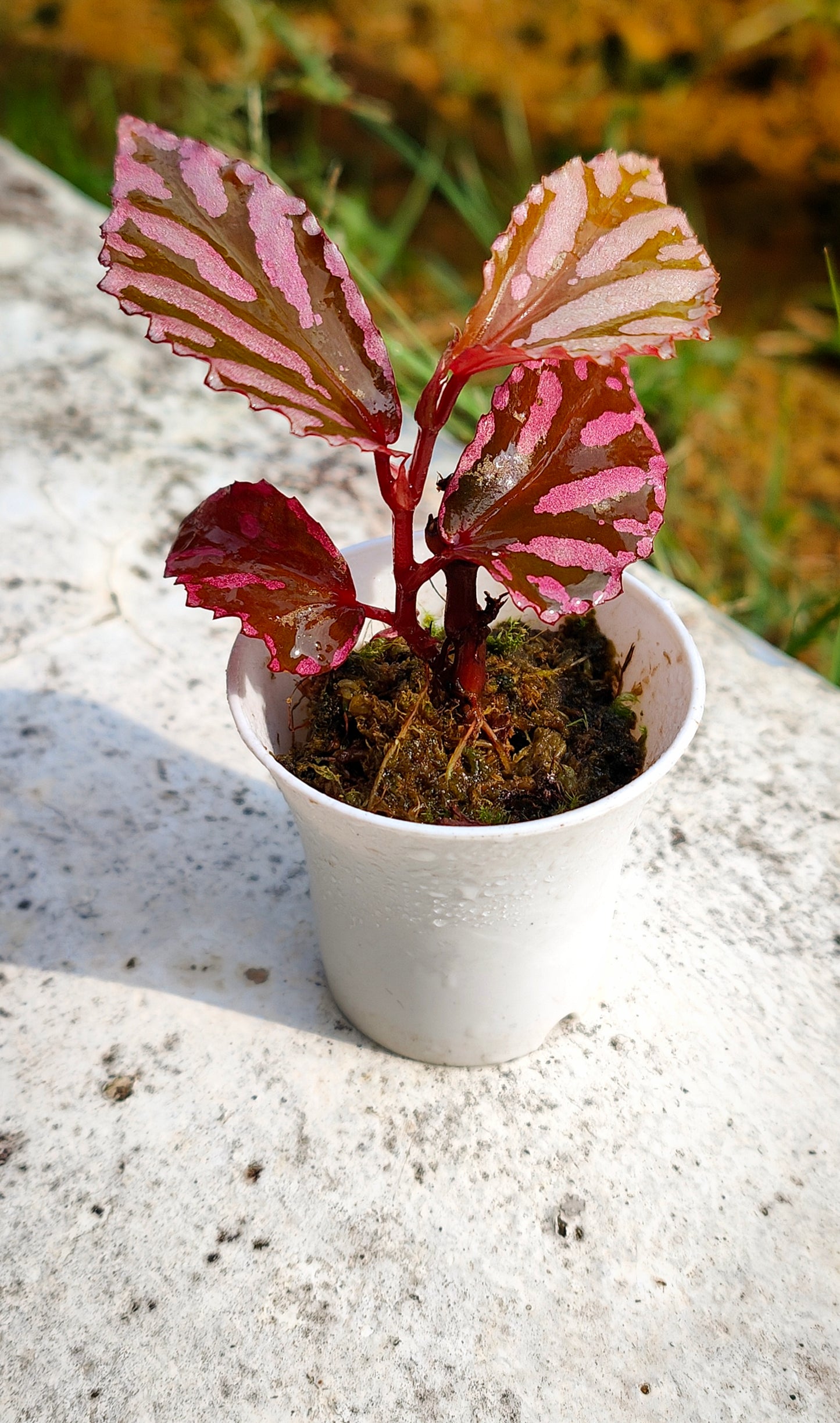 Begonia sp " julau "