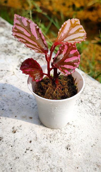 Begonia sp " julau "