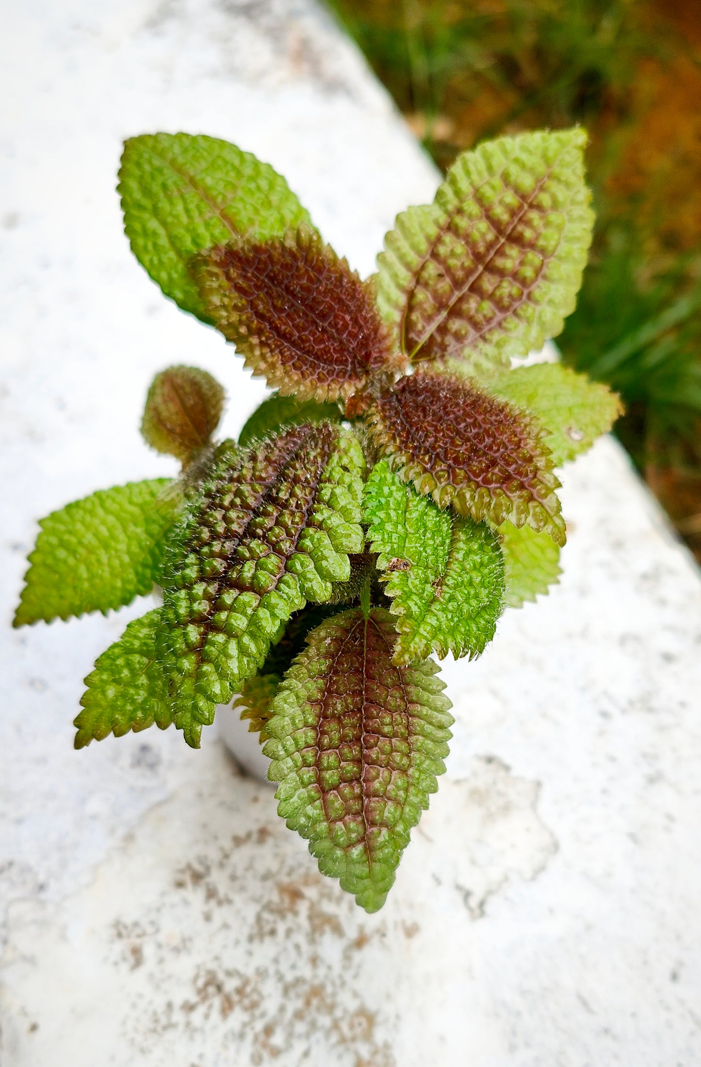 Pilea mollis (moon valley)