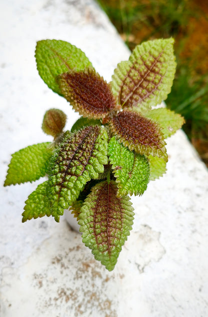 Pilea mollis (moon valley)