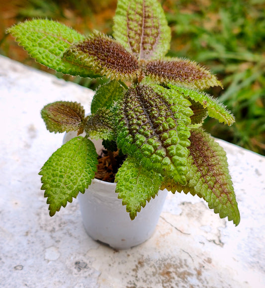 Pilea mollis (moon valley)