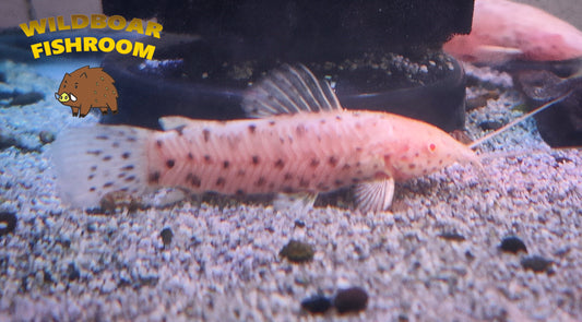 Albino hoplo catfish