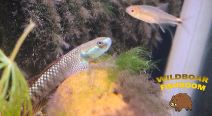 Rainbow goby (Sthiphodon ornatus)