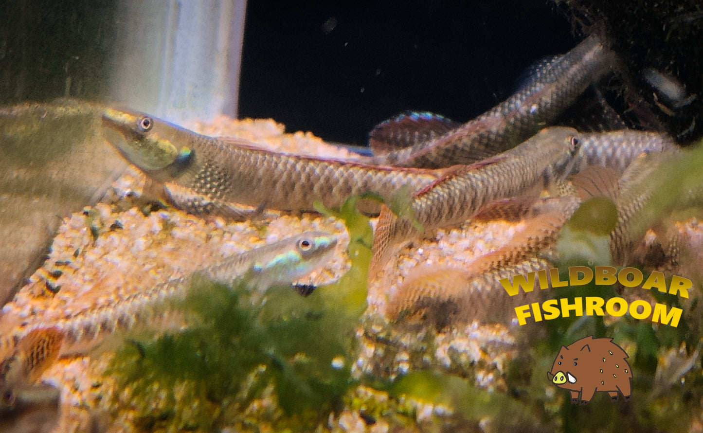 Rainbow goby (Sthiphodon ornatus)