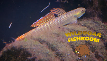 Rainbow goby (Sthiphodon ornatus)