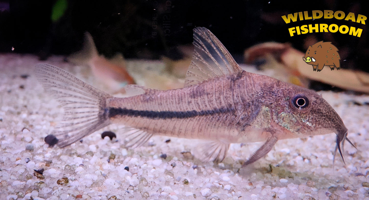 Scleromystax prionotus