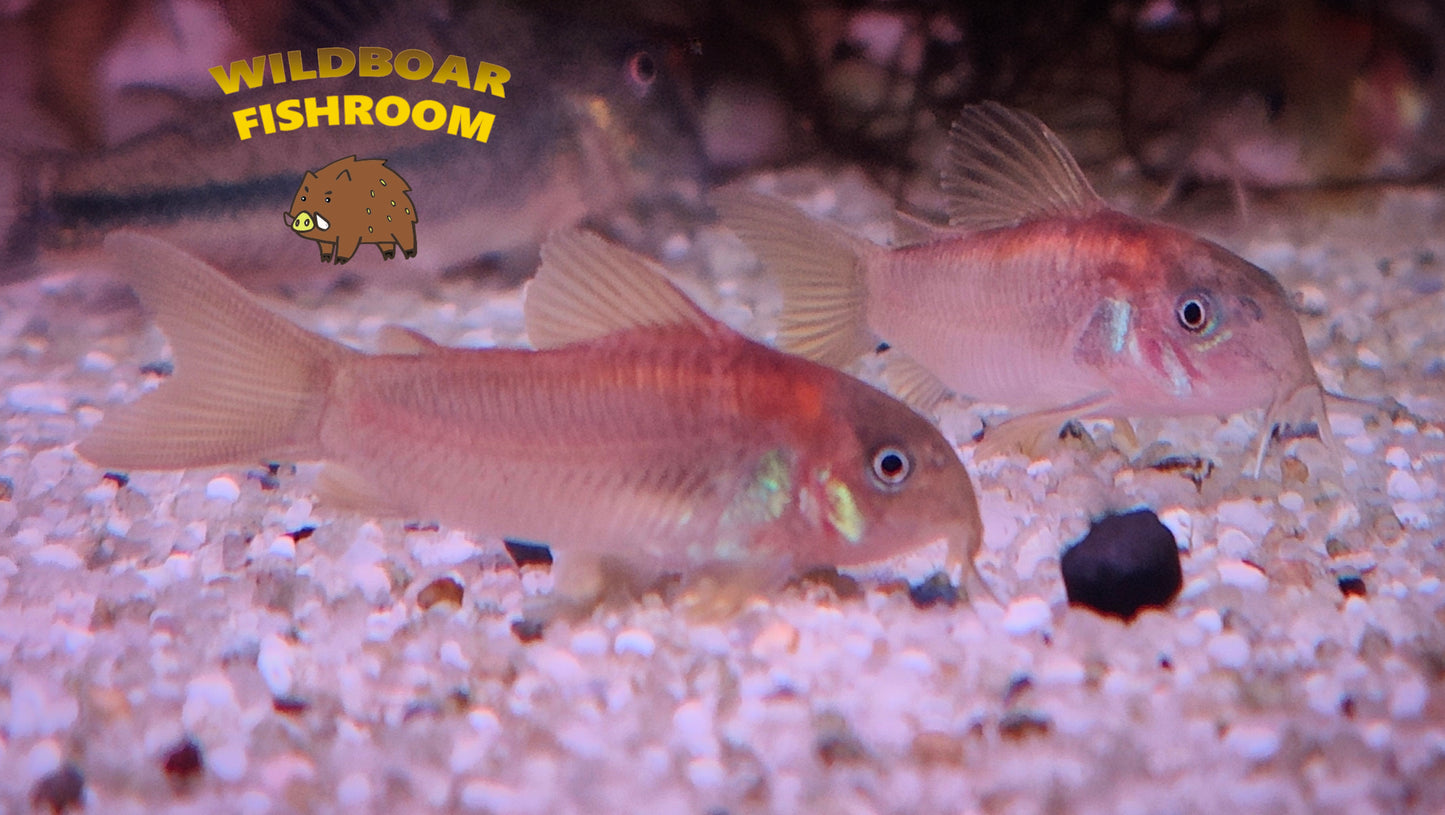 Corydoras orange laser (CW23)