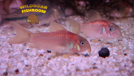 Corydoras orange laser (CW23)