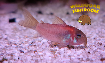 Corydoras orange laser (CW23)