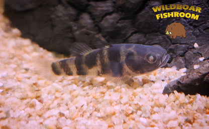 Freshwater bumblebee goby 
(Brachygobius xanthomelas)