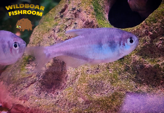 Steel blue tetra (Hyphessobrycon weitzmanorum)