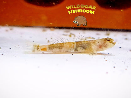 Dragon micro goby (Schismatogobius risdawatiae)