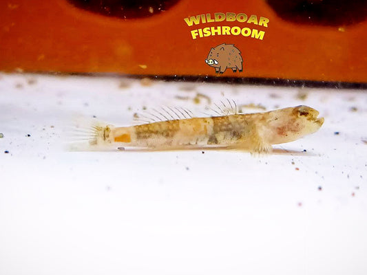 Dragon micro goby (Schismatogobius risdawatiae)