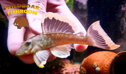 L47 mango pleco