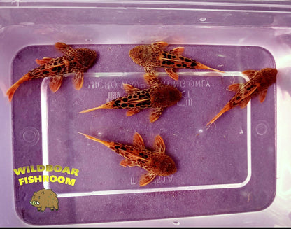 L600 pleco