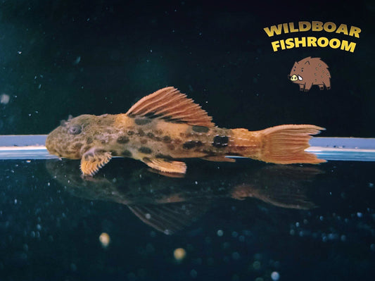 L600 pleco
