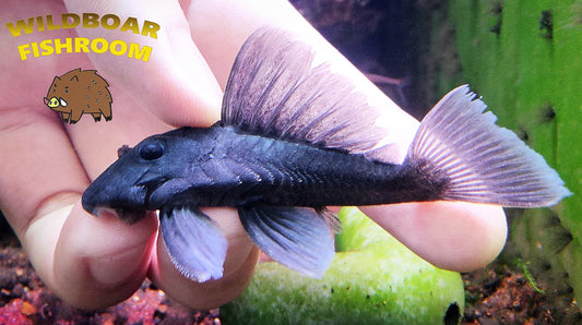 L239 pleco