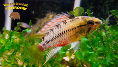 Apistogramma Hongsloi