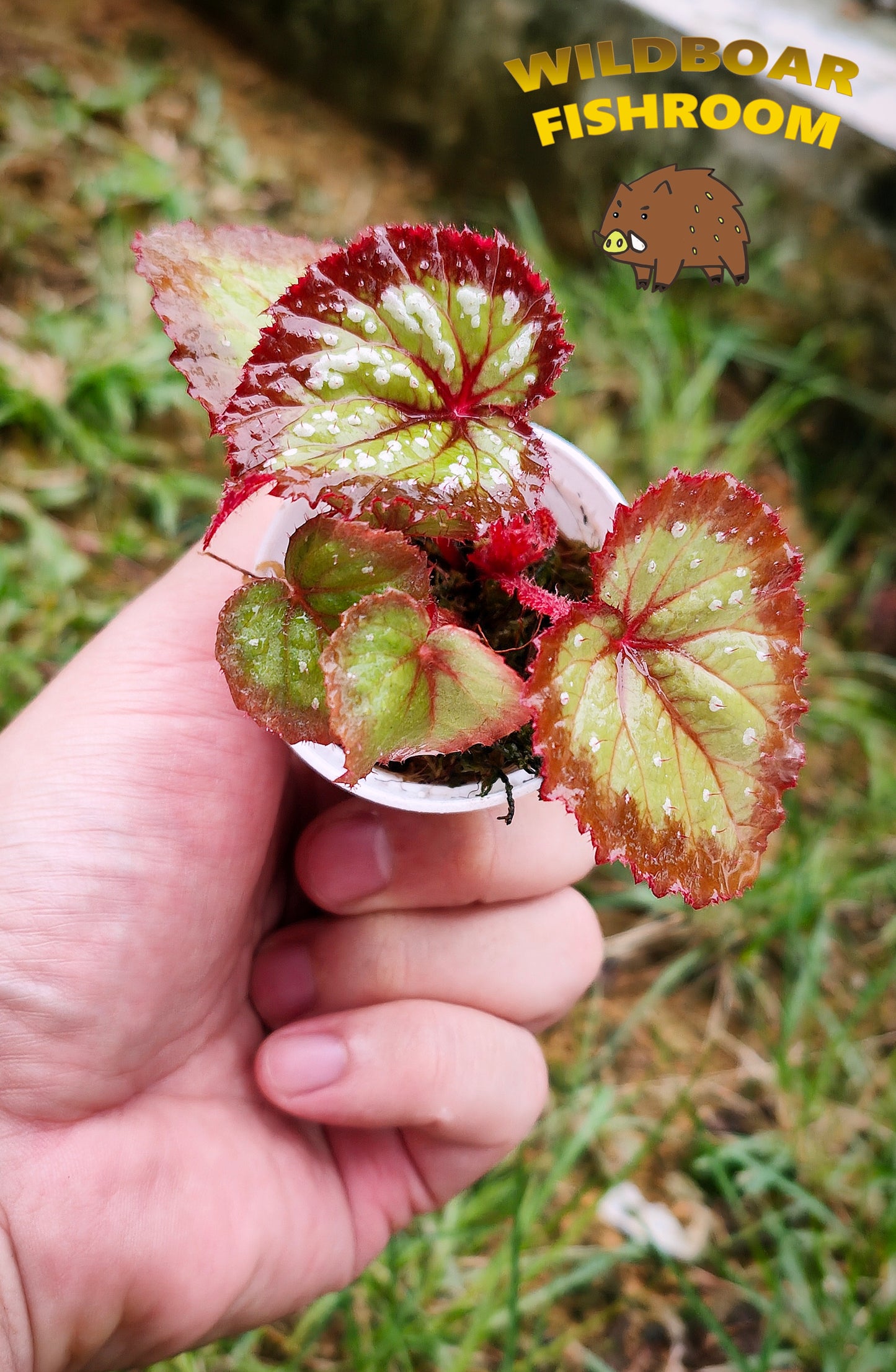 Rex Begonia