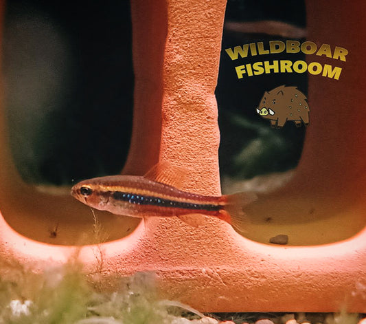 Weitzmani tetra (Poecilocharax weitzmaniis)