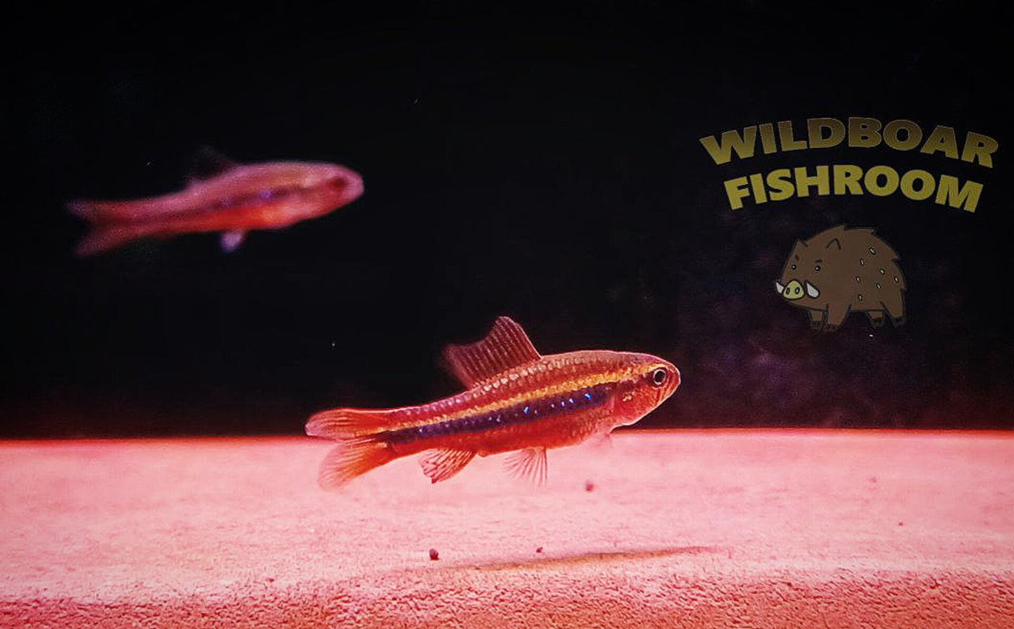 Weitzmani tetra (Poecilocharax weitzmaniis)