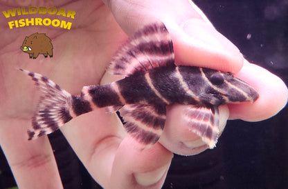 L204 (Flash Pleco)