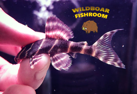 L204 (Flash Pleco)